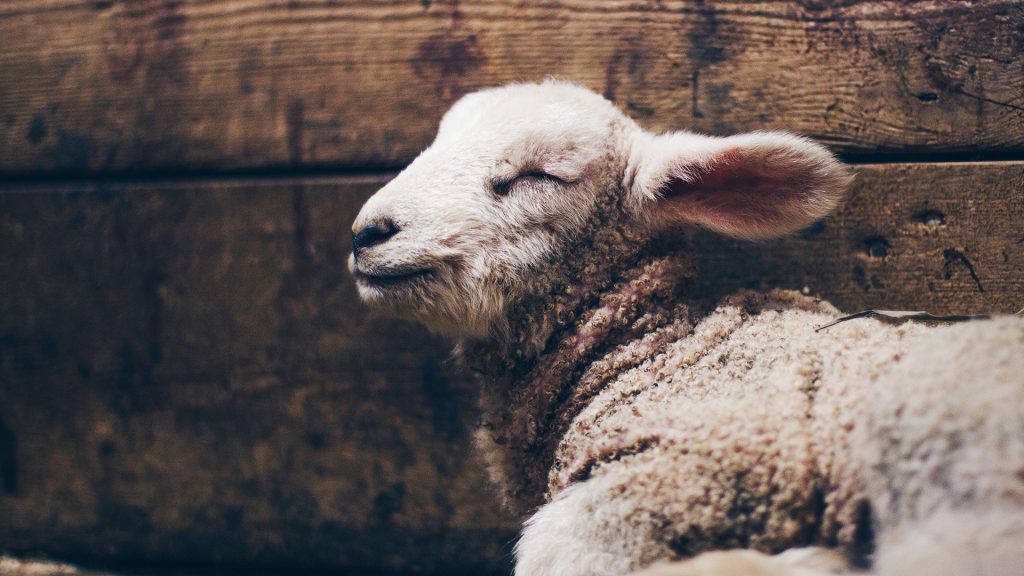 Lamb-Wood