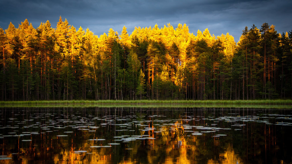 yellow-and-green-leafed-trees-reflecting-lake