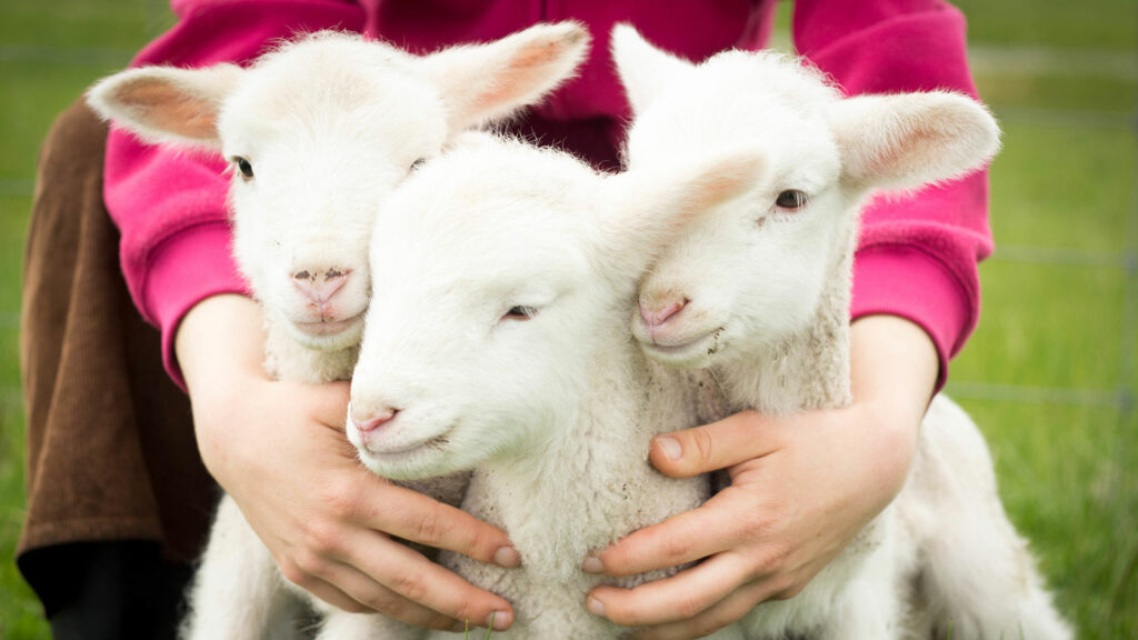 Protecting-Lambs