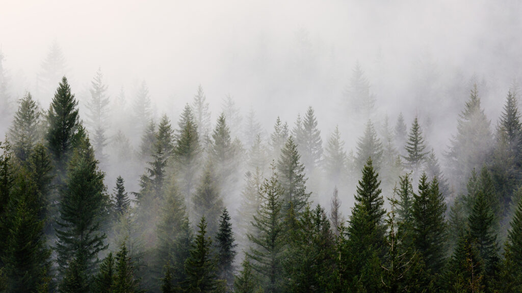 green-pine-trees-with-fog