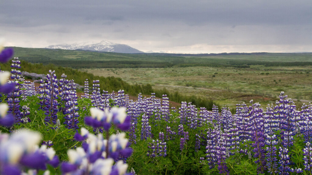 purple-flower-fields-under-white-clouds-during-daytime