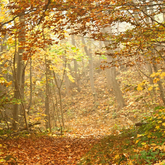 autumn-leafed-trees