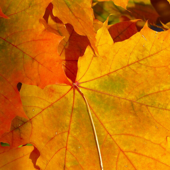 closeup-photo-of-maple-leaves