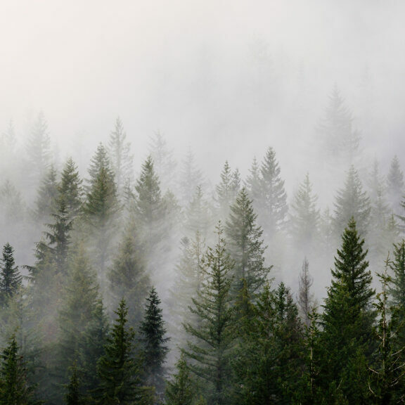 green-pine-trees-with-fog