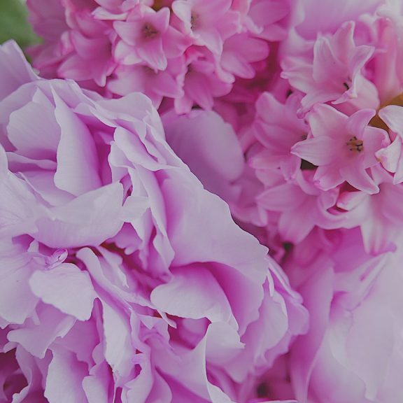 pink-petal-flowers