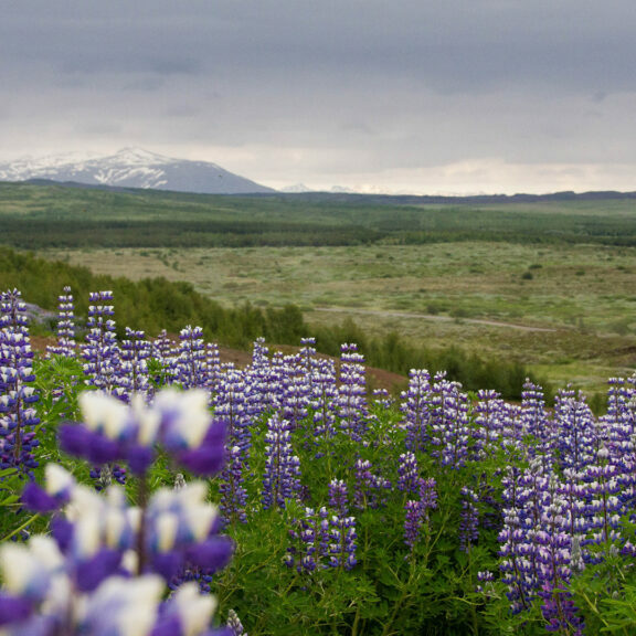 purple-flower-fields-under-white-clouds-during-daytime